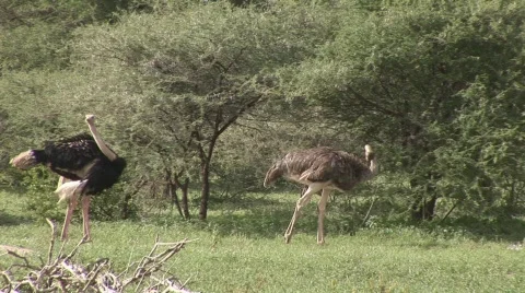 Ostrich different shots Stock Footage 499839