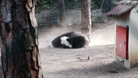 Ostrich doing dust or sand bathing in a zoo. Cowering head on the ground Stock Footage 149377827