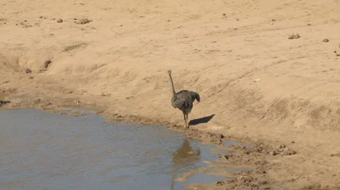 Ostrich drinking Video stock 1087498