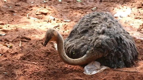 Ostrich during the hatching on ground Stock Footage 33840370