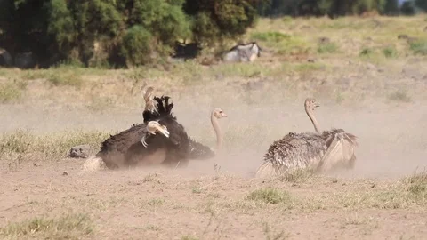 Ostrich Dusting in Amboseli Kenya Stock Footage 108569212