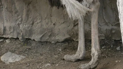 Ostrich Eat Stock Footage 52435929
