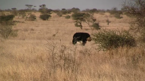 Ostrich eating Stock Footage 8568631
