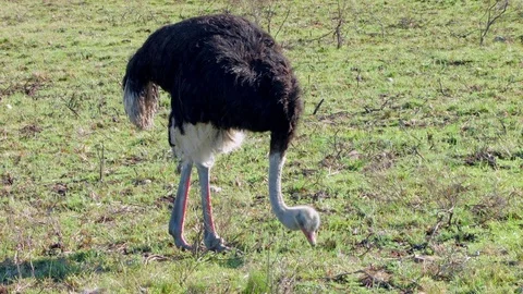 An Ostrich eating  Stock Footage 76435173