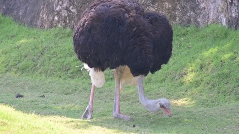 Ostrich eats 스톡 동영상 265528444