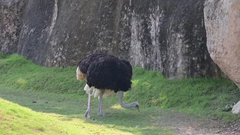 Ostrich eats 스톡 동영상 265531631