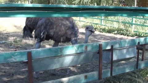 Ostrich eats from the trough Stock Footage 83488672