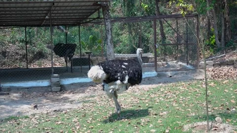 Ostrich Eats Like You Never Seen Before Stock Footage 313570815