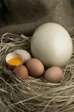 Ostrich egg, egg folk on straw Foto stock