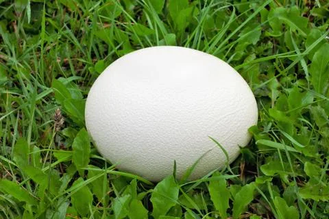 Ostrich egg on grass Stock Photos