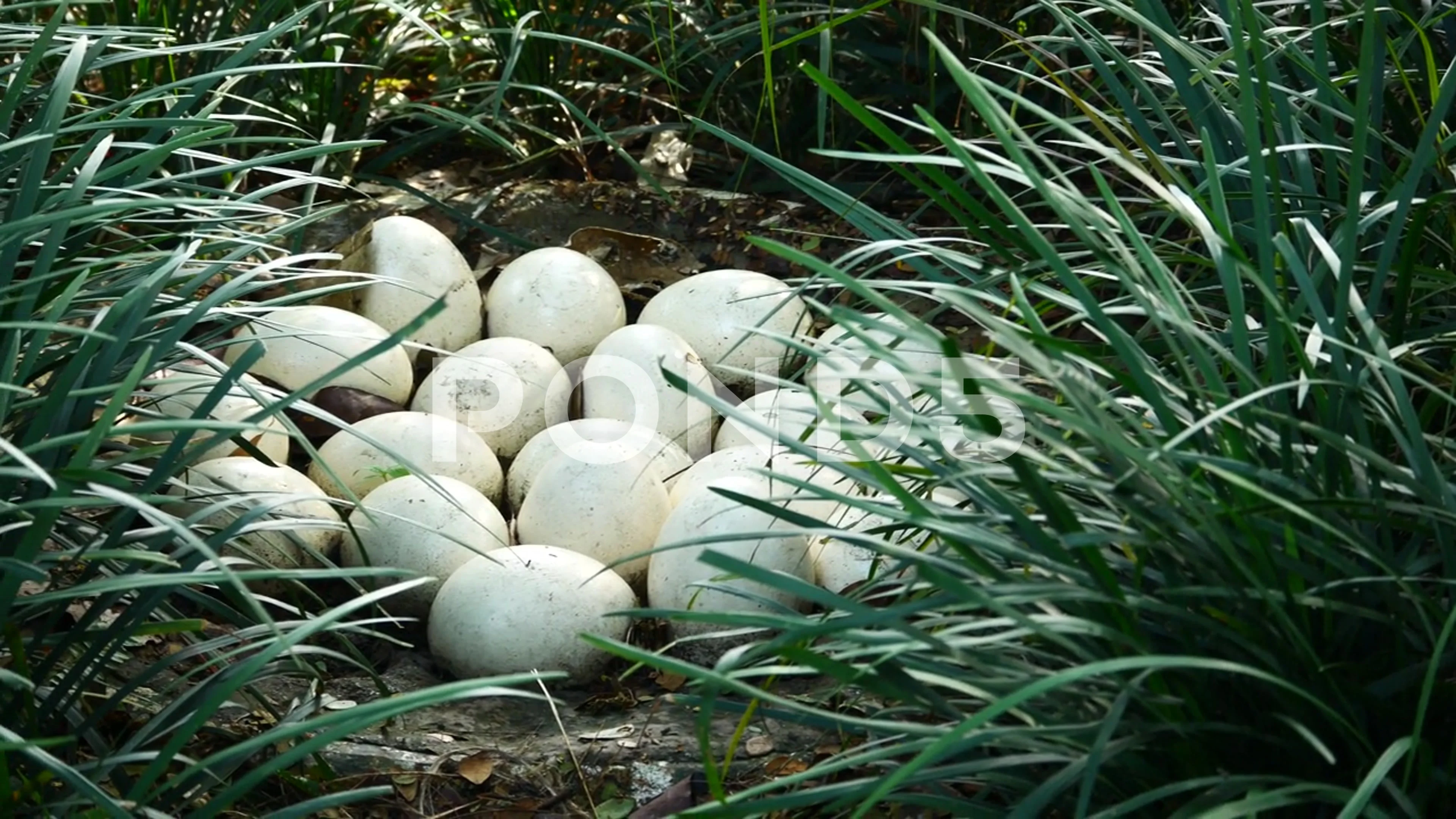 ostrich egg in nest