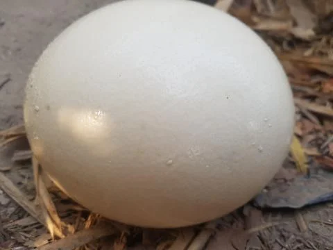 Ostrich Egg On Ground Stock Photos