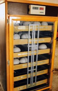 Ostrich egg incubating machine Stock Photos