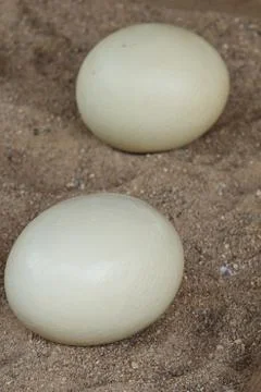 Ostrich egg Stock Photos