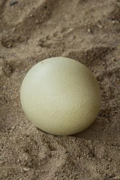 Ostrich egg Stock Photos