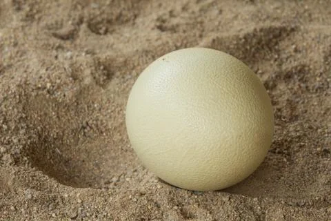 Ostrich egg Stock Photos