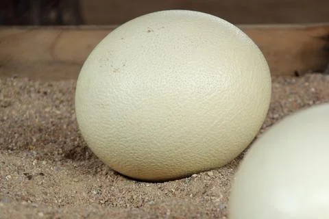 Ostrich egg Stock Photos