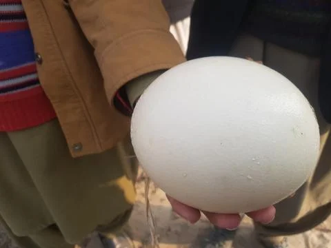 Ostrich Egg Stock Photos