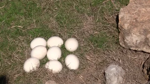 Ostrich Eggs Stock-Footage 33318302