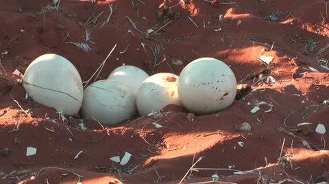 Ostrich eggs in nest Stock Footage 22168901