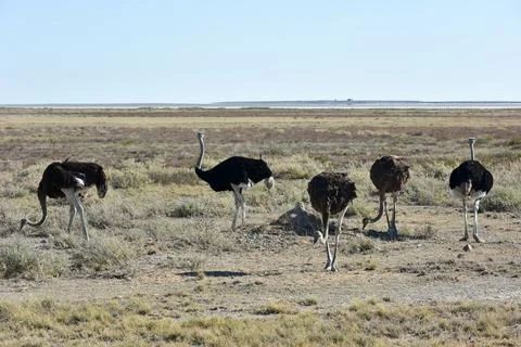 Ostrich - Etosha, Namibia Foto stock