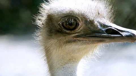 Ostrich face close-up 库存影片 33546716