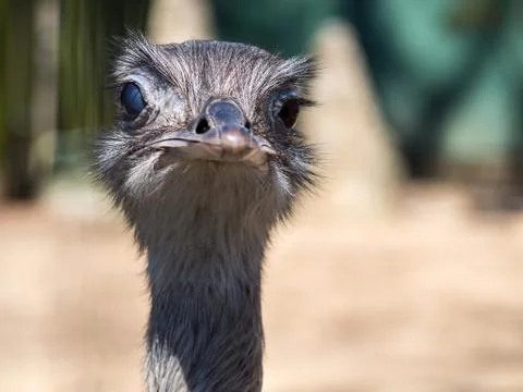 Ostrich Face Looking at Camera, Close Up Stock Photos