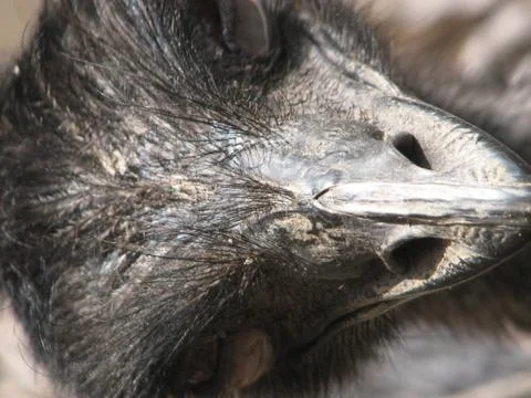 Ostrich face Foto stock