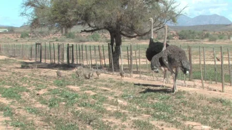 Ostrich Farm Vídeo Stock 951050