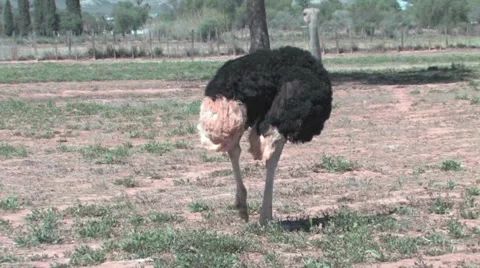 Ostrich Farm Stock Footage 951060