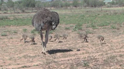 Ostrich Farm Stock Footage 951105