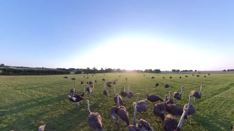 Ostrich Farm at Sunset Stock Footage 224913147