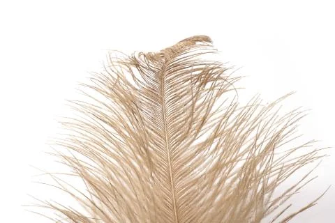 Ostrich feather close-up Stock Photos