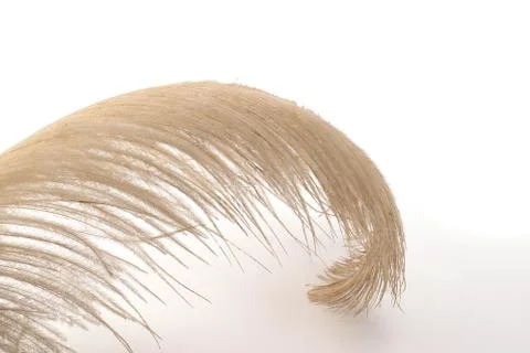Ostrich feather close-up Stock Photos