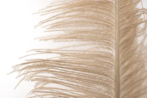 Ostrich feather macro Stock Photos