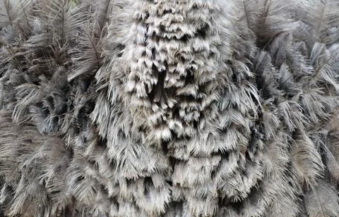 Ostrich feather Foto stock