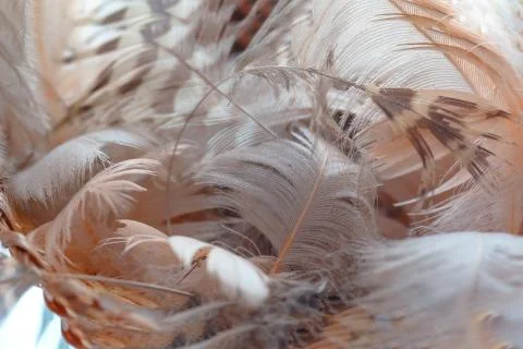Ostrich feather Stock Photos
