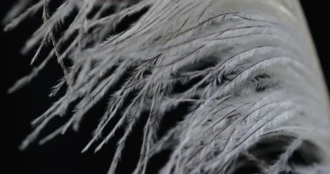 Ostrich feather swaying in the wind as background Stock Footage 239656651