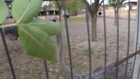 Ostrich fed a leaf Stock Footage 178529161