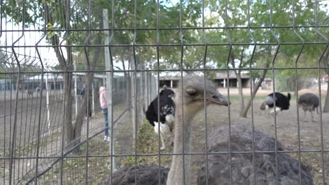 Ostrich fed a leaf Stock Footage 178530970