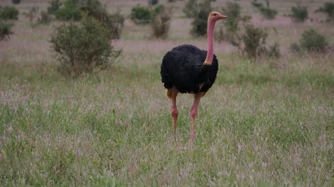 Ostrich feeds in grass Stock Footage 88560810