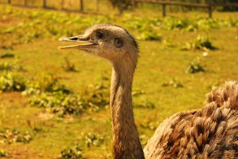 Ostrich in a Field Foto stock