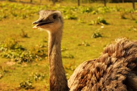 Ostrich in a Field Foto stock