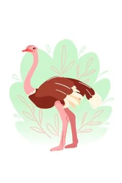 Ostrich in flat on white background. Australian big bird in childish style Stock Illustration