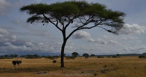 Ostrich Flock Stock Footage 60382324