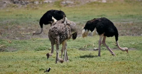 Ostrich Flock Stock Footage 60382406