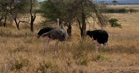 Ostrich Flock Stock Footage 60382901