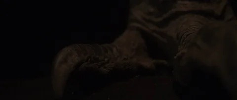 Ostrich Foot Stock Footage 127181761