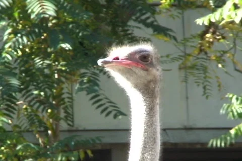 Ostrich 動画素材 361257