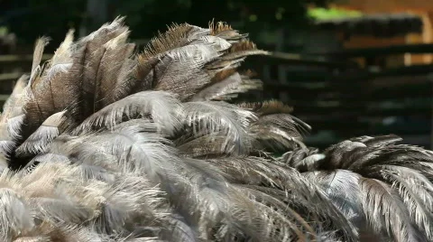 Ostrich Stock Footage 489358